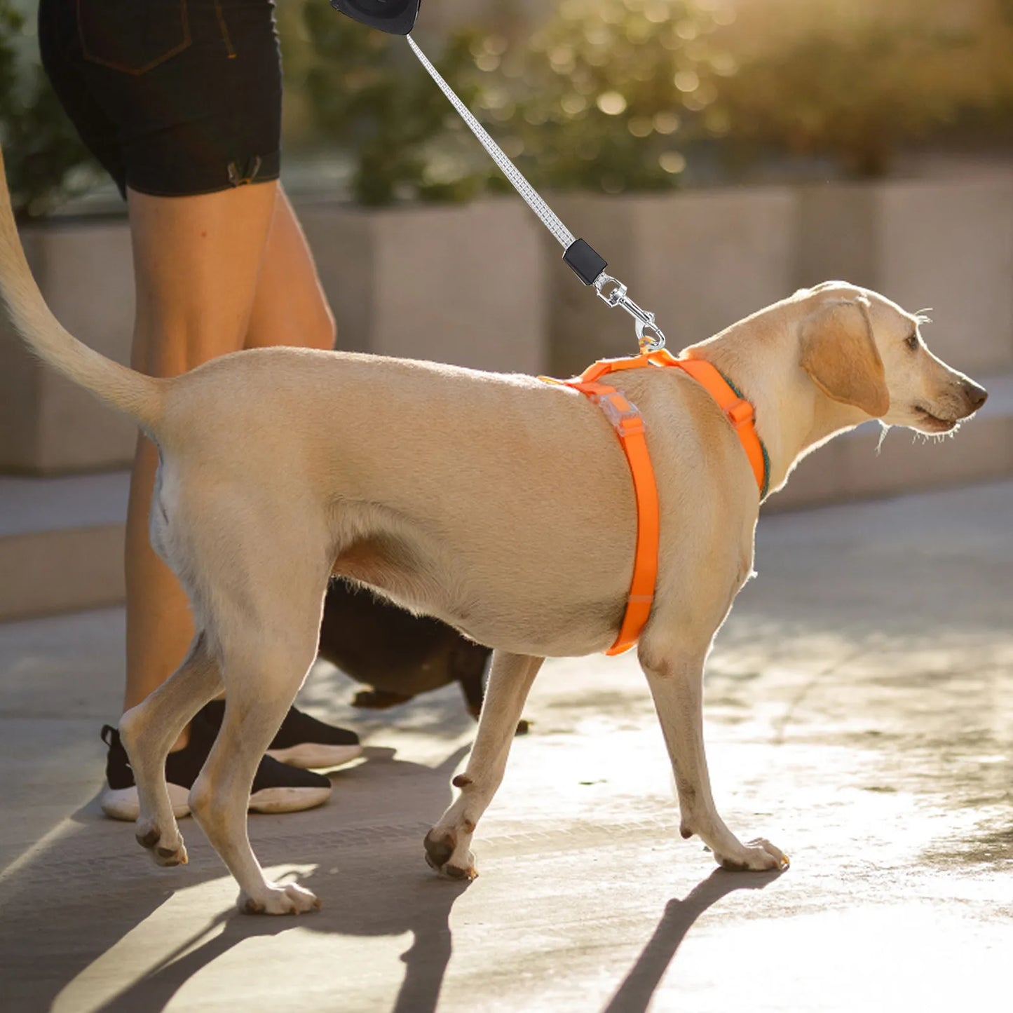 Retractable Dog Leash