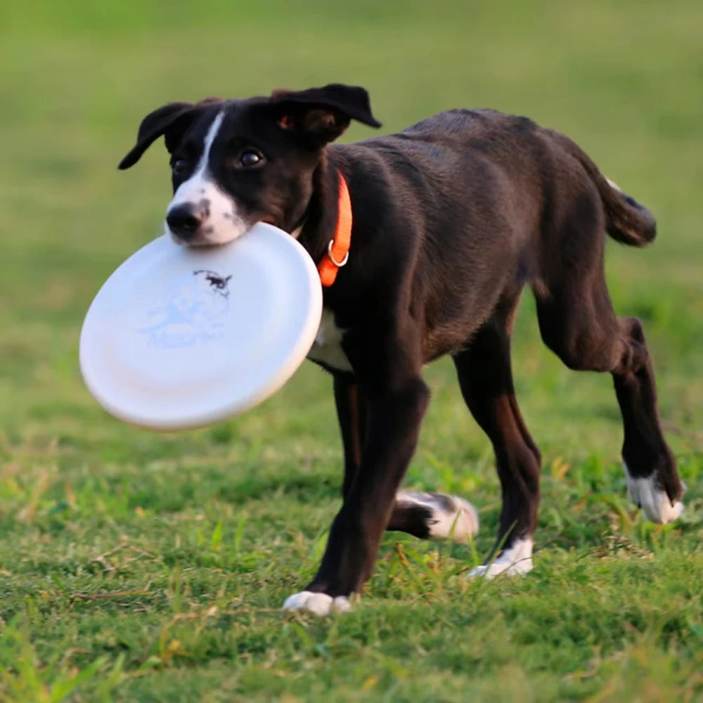 Dog Training Disc